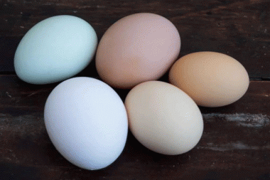 鸡蛋壳颜色分类用标准光源箱